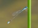 Nehalennia minuta (Tropical Sprite) male.jpg